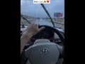 myy car 🚗 #hyudai #accent #viral #rain #on #carr #labrador