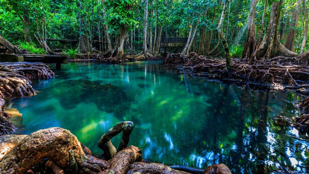 ▽ Самые необычные леса