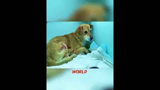 Dog Left to Die in House Fire Survives 6 Months Guarding Ruins for His Owner! 🐶❤️ #shorts #usa