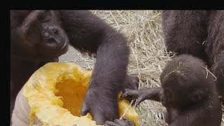 2019/10/26　ゴリラの家族かぼちゃ[Kyoto City Zoo] 2019/10/26 Gorilla FamilyPumpkin