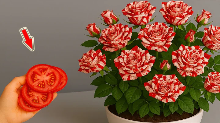 Few People Know That Roses Can Be Propagated This Simple Way!