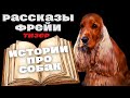 Анонс новой рубрики &quot;Рассказы Фрейи&quot;. Истории про собак.