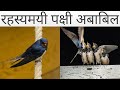 रहस्यमयी पक्षी अबाबिल के अदभुत हैरान कर देने वाले दिव्य तथ्य,swallow mythical bird in hindi