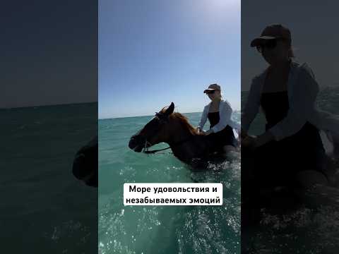 Лошади в Хургаде. Купание в море на лошадях. Экскурсии в Хургаде. Хургада 2023. Отдых в Египте.