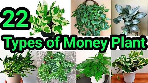 22 Types of Money Plant with Names/Varieties of Pothos/Species of Epipremnum Aureum