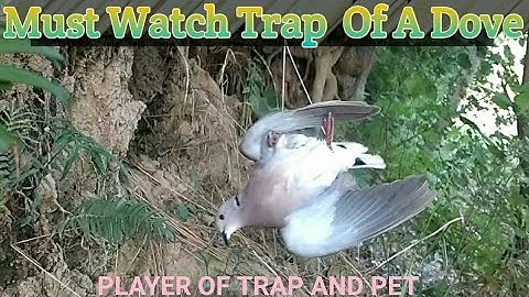 Catch dove bird | Easy Bird Trap Amazing Catching Technique