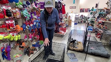 Choosing A Dog Crate