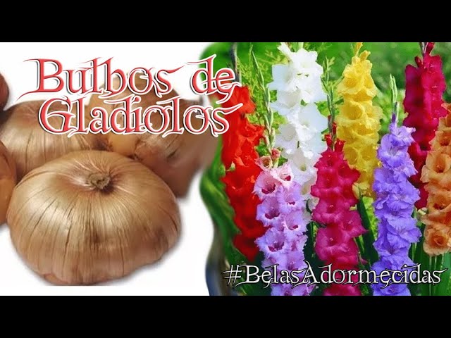 BelasAdormecidas - Como plantar bulbos de Gladiolos/Palma de Santa Rita -  thptnganamst.edu.vn