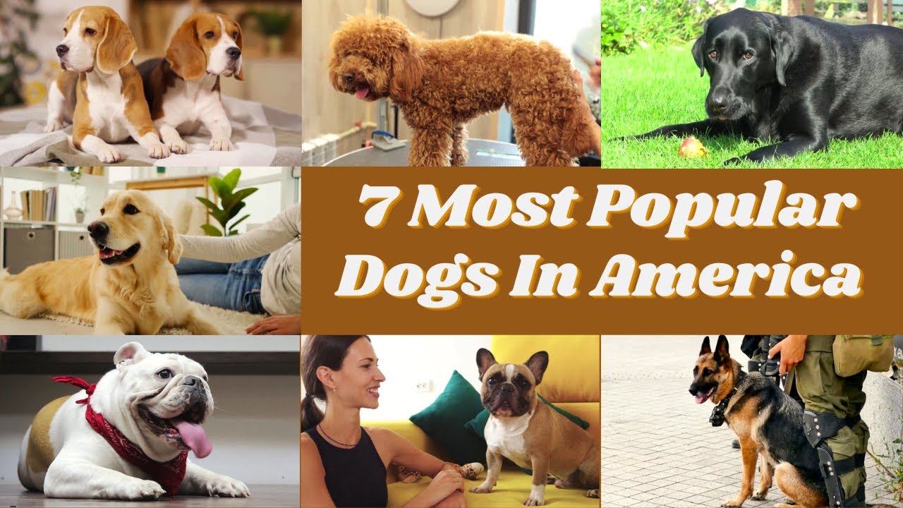 7 Most Popular Dogs In America YouTube