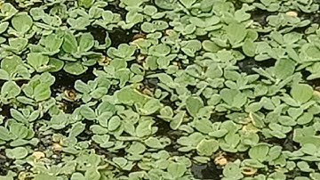 Nuôi bèo tai tượng 100% thành công