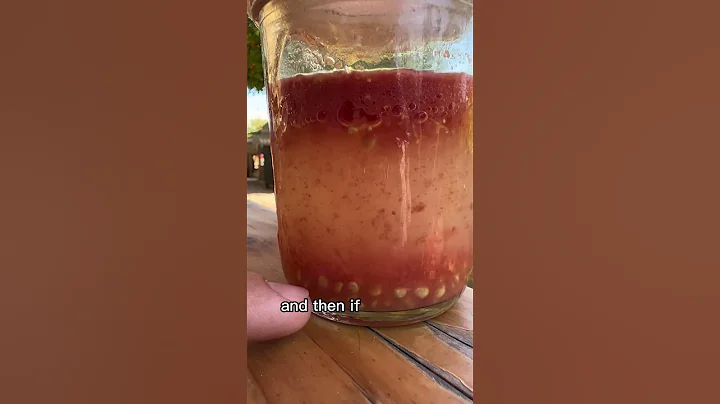 Tomato Seed Saving The RIGHT Way