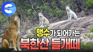 북한산에 나타난 들개떼  | 들개의 야생 본능 | 귀여운 새끼 들개 | 들개 포획 | 유기견 | 들개 잔혹사