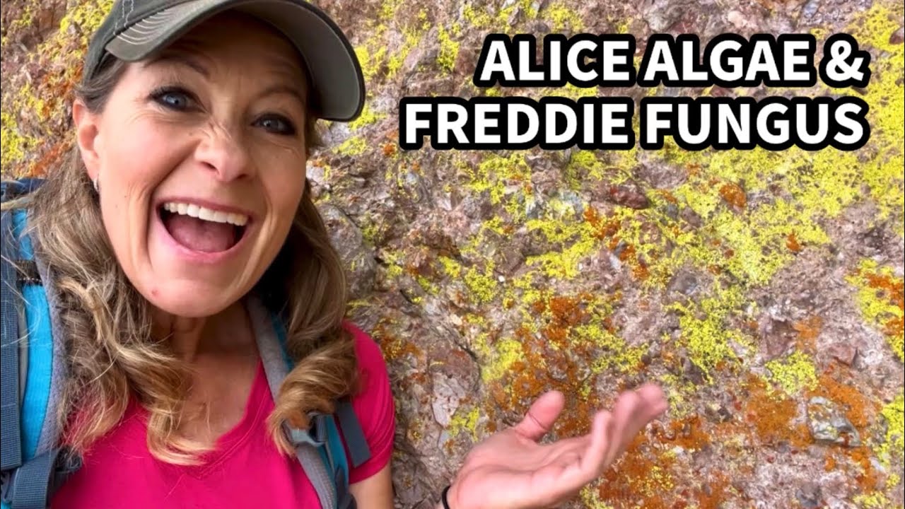 527 - Водоросли Алиса и гриб Фредди | Как лишайник меняет горы