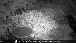 Carrion crow pecking a hedgehog