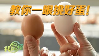 你真的会分辨鸡蛋的好坏吗？ 更换鸡种、升级饲料竟是产好蛋的秘诀！探秘神奇的的鸡蛋工厂，教你一眼看出双黄蛋！|「共富经」20230528