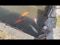 公開忘れ:^) 仕事で訪れた日本の田舎の景色 Deep Japan countryside^^