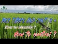 Pest of rice  rice thrips and control