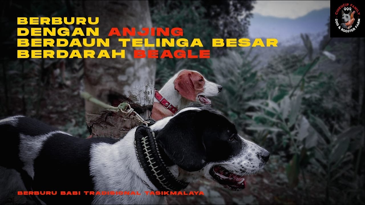 Anjing Aceh