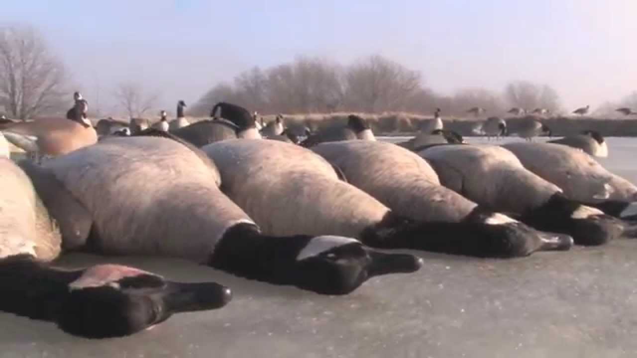 Goose Season Throwback! YouTube