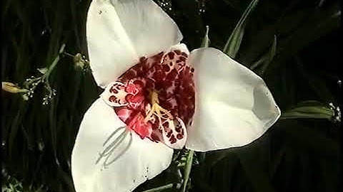 Van knop naar bloem