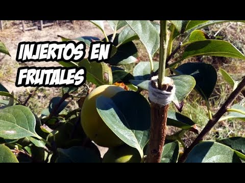 Como Hacer Injertos en Arboles Frutales | Muy Facil - YouTube