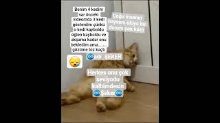 Çok Kötü Bir Duygu Şeker Daha 2 Aylıktı Bebekti