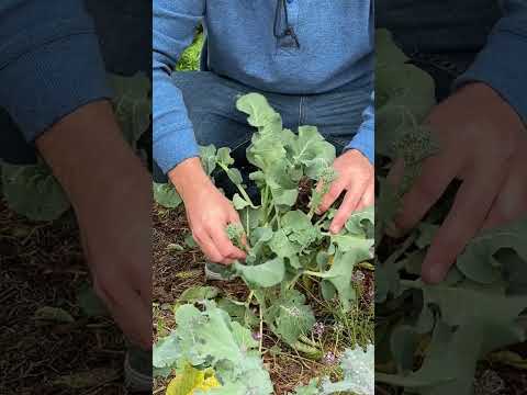 Video: Care For Container Grown Broccoli Rabe - Tips for Growing Broccoletto I Pots