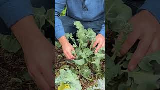 Double Your Broccolini Harvest!