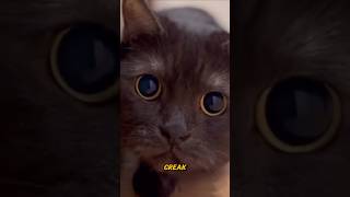 Hey Hooman Do You Hear That?