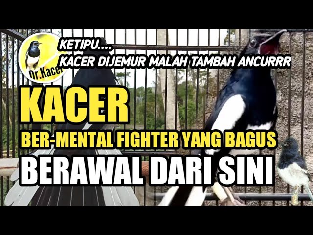 KACER BERMENTAL FIGHTER YANG BAGUS BERAWAL DARI SINI | DR KACER class=