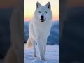 The White Wolf of the Green Moon 🐺🌕 | Spirit of the Snowy Mountains #shorts #whitewolf