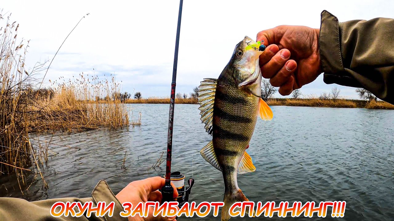 МИКРОДЖИГ и УЛЬТРАЛАЙТ! Окуни загибают спиннинг! - YouTube