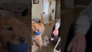 This Dogs Hilarious Ball Game Will Make You Laugh