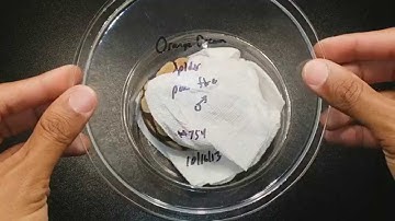 Unboxing : Dream Bee Poss. Fire Ball Python