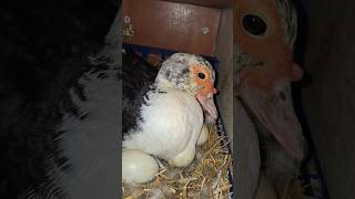 Au ieșit primii boboci! 🤙🦆🐣 #duck #baby #shortvideo #fallow #reels