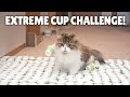 Extreme Cup Challenge! Can My Cats Cross the Course? | Kittisaurus