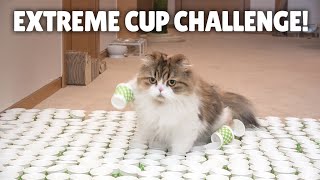 Extreme Cup Challenge! Can My Cats Cross the Course? | Kittisaurus