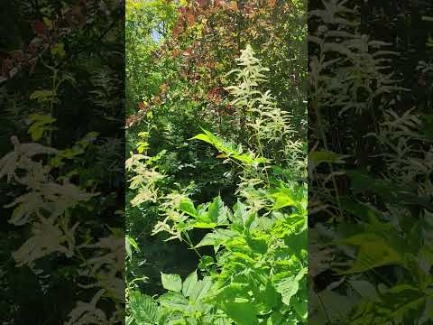 Волжанка двудомная (Aruncus