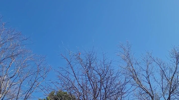 cardinal singing in the treetop