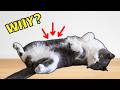 Why your cat shows you their belly 1 is sweet