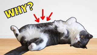 Why Your Cat Shows You Their Belly (#1 is SWEET) screenshot 4