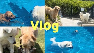 [대형견 vlog] 대형견 두마리의 수영하는 일상/ 대형견 여름나기/ 대형견 놀아주기/ 대형견 일상/ 물트리버/ (사모예드, 골든리트리버)