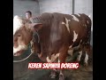SAPI DORENG COKLAT PUTIH #qurban #qurban2026 #sapi #kambing #domba #bgn #beritaterkini #sppg #mbg