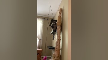 Cute Maine Coon Cat | Hanging out in his diy Scratching Post | #shorts