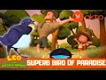 What is the strange bird doing with twigs  leo the wildlife ranger spinoff s5e04  mediacorpokto