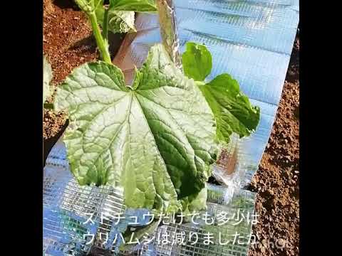 ストチュウの効果とウリハムシ対策その２measure Against Corn Root Beetle Youtube