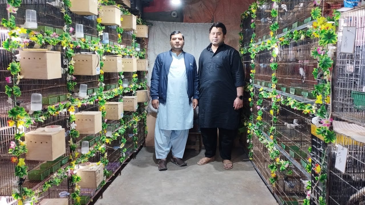 Laidy Goldian Breeder Pairs ka Setup Khatam Kar Rahe Hain aur Java ke