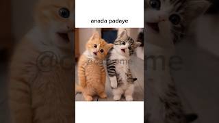 2024 ka trend #cat #popular #sadquotes #asthetic #tweetreels #catmemes #catmeme #viralvideos