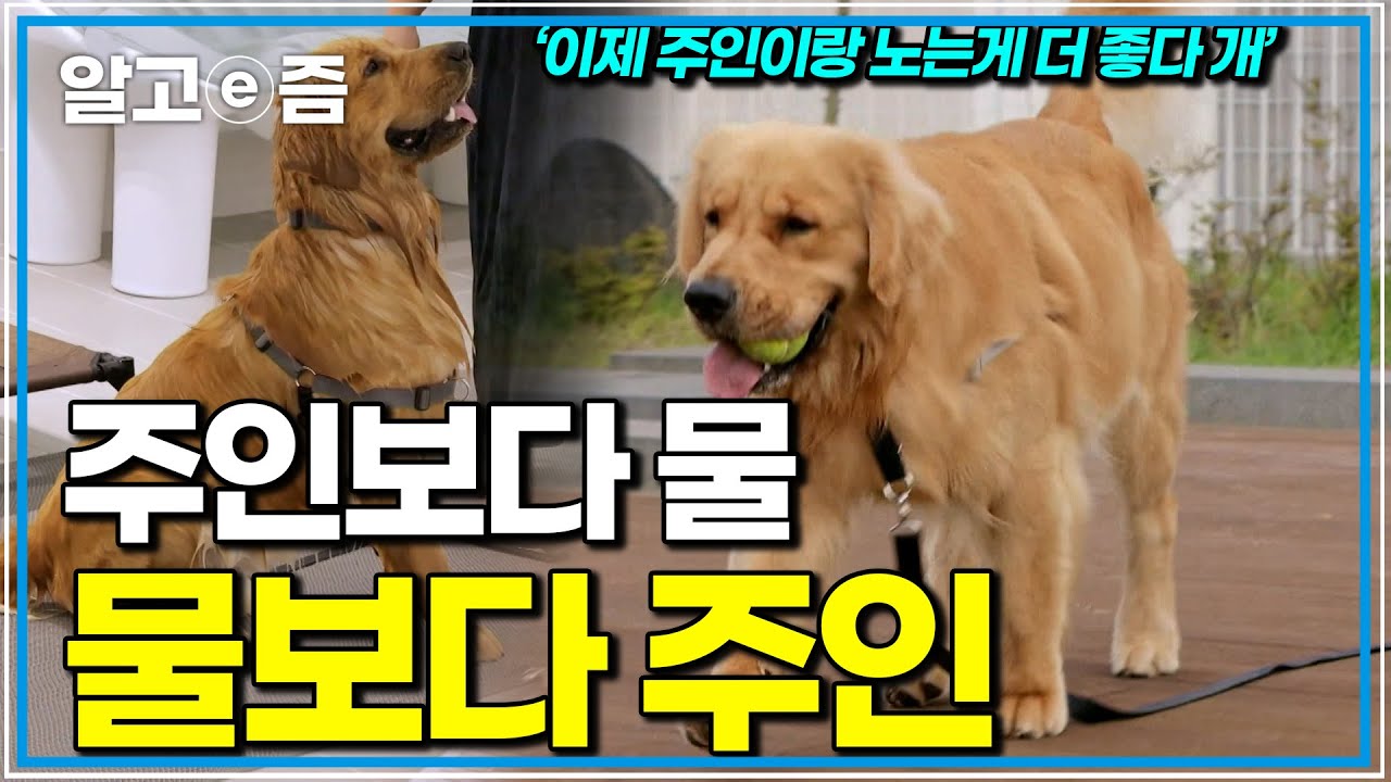물만 보면 집착하던 레오, 너무 긴 물놀이가 건강까지 위협하고 있었다 설쌤은 레오의 행동을 어떻게 변화 시켜놓을까｜세상에 나쁜 개는 없다｜알고e즘