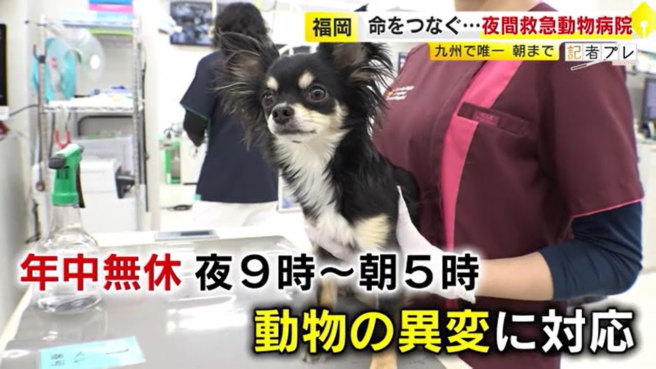 Спасая жизни... Единственная на Кюсю ночная ветеринарная клиника скорой помощи: «Эндоскопия стоит...